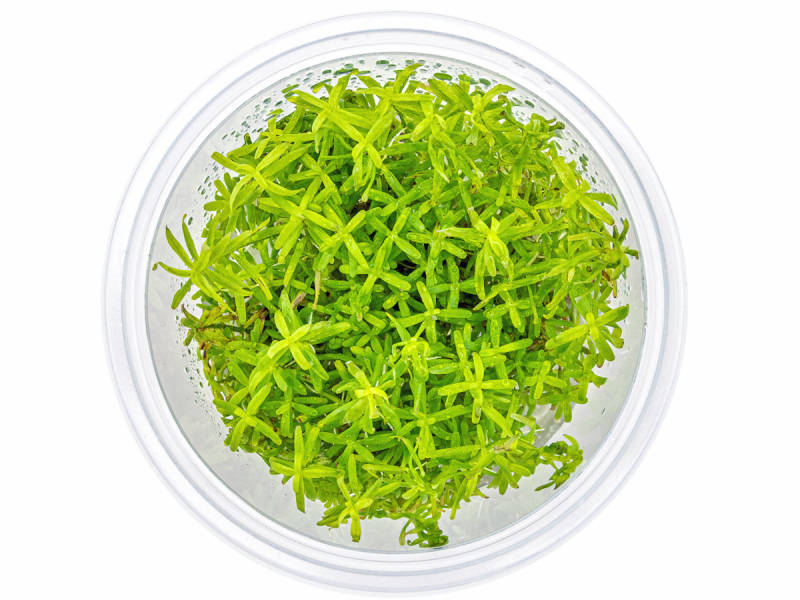 Grazile Rotala - Rotala sp. ´Wayanad´ in vitro
